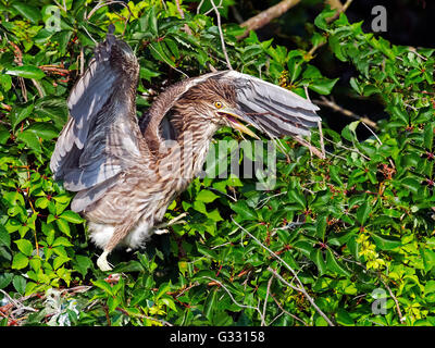 Juvenile Black-gekrönter Nachtreiher mit Stick Stockfoto