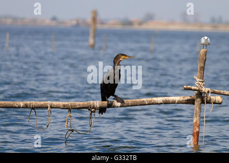 Hautnah auf Palisade Kormoran steht. Vogelbeobachtungen von "Delta del Po", Italien Stockfoto