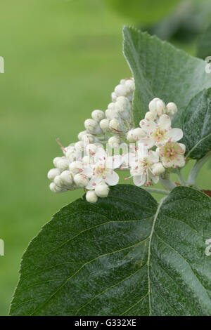 Sorbus Thibetica John Mitchell.  Tibetische Mehlbeere John Mitchell in Blüte im Frühjahr. UK Stockfoto