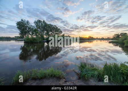 Sumpf im Wald. Stockfoto