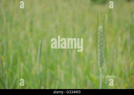 Weizen Feld detail Stockfoto