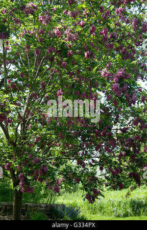 Robinia Pseudoacadia, Purpurmantel, Heuschrecke Stockfoto