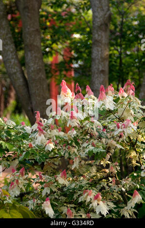 Acer Rubrum Schnee Feuer, dreifarbigen rot-Ahorn, Stockfoto