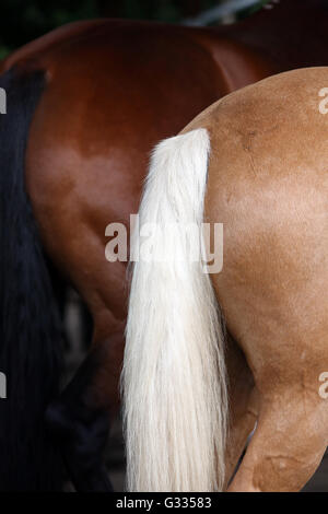 Brieselang, Deutschland, Ende ein Haflinger Stockfoto