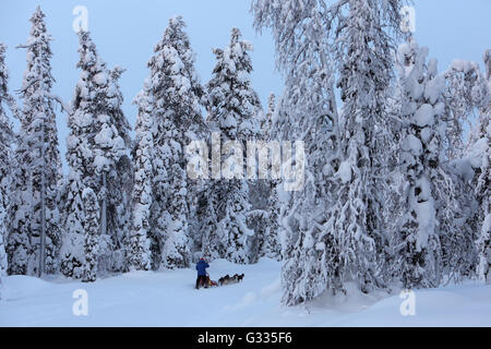 ? K skero, Finnland, Mann macht eine Fahrt mit dem Hundeschlitten Stockfoto