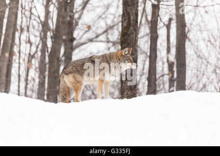 Ein einsamer Coyote in einer Winterlandschaft Stockfoto