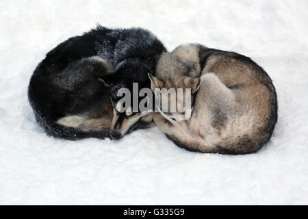 ? K skero, Finnland, Siberian Huskies schläft zusammengerollt neben einander im Schnee Stockfoto