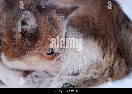 ? K skero, Finnland, Siberian Husky wird gerollt im Schnee Stockfoto