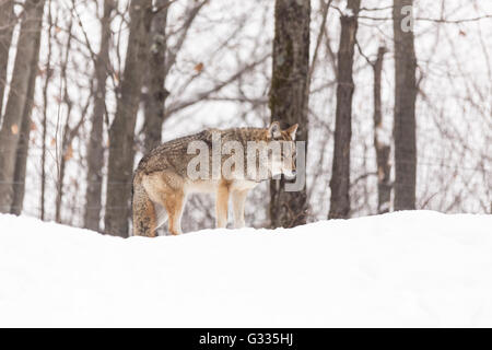 Ein einsamer Coyote in einer Winterlandschaft Stockfoto