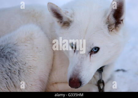 ? K skero, Finnland, Siberian Husky, liegend im Schnee Stockfoto