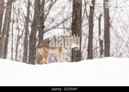 Ein einsamer Coyote in einer Winterlandschaft Stockfoto