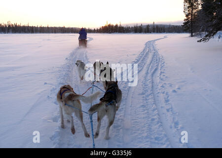 ? K skero, Finnland, Menschen fahren Sie mit Hundeschlitten Stockfoto