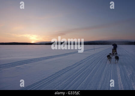 ? K skero, Finnland, Mann macht eine Fahrt mit dem Hundeschlitten Stockfoto