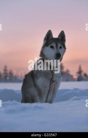 ? K skero, Finnland, Siberian Husky sitzen bei Sonnenuntergang im Schnee Stockfoto