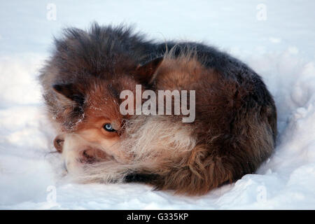 ? K skero, Finnland, Siberian Husky wird gerollt im Schnee Stockfoto