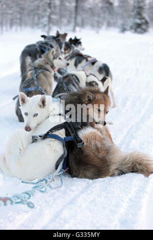 ? K skero, Finnland, Siberian Huskies in ein Schlittenhunde-Team Stockfoto