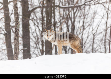 Ein einsamer Coyote in einer Winterlandschaft Stockfoto