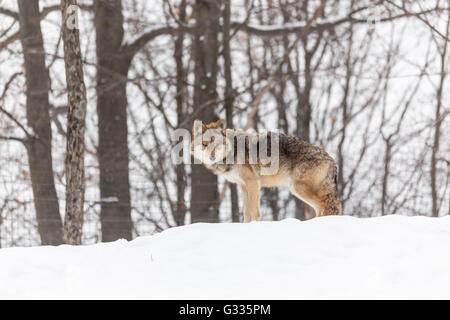 Ein einsamer Coyote in einer Winterlandschaft Stockfoto