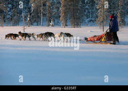 ? K skero, Finnland, Mann macht eine Fahrt mit dem Hundeschlitten Stockfoto