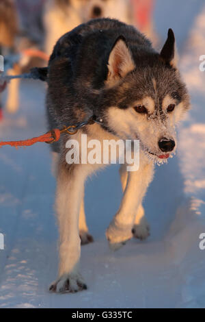 ? K skero, Finnland, Siberian Husky in einem Hundeschlitten Stockfoto