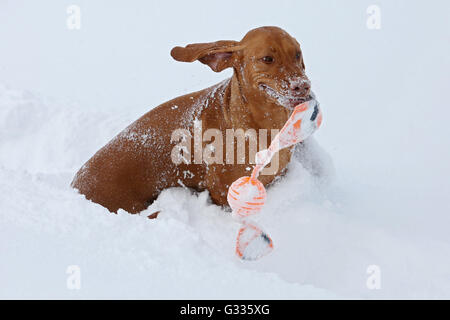 Startstelle, Österreich, Magyar Vizsla spielen im Schnee Stockfoto