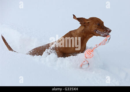 Startstelle, Österreich, Magyar Vizsla spielen im Schnee Stockfoto