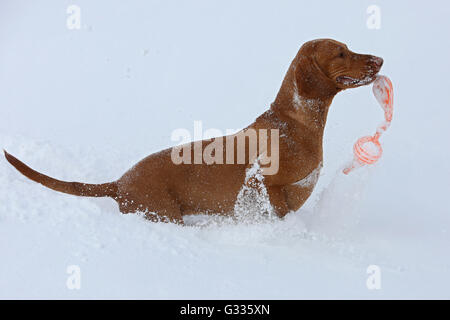 Startstelle, Österreich, Magyar Vizsla spielen im Schnee Stockfoto