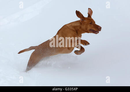 Startstelle, Österreich, Magyar Vizsla durch tiefen Schnee laufen Stockfoto