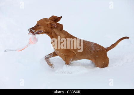 Startstelle, Österreich, Magyar Vizsla spielen im Schnee Stockfoto