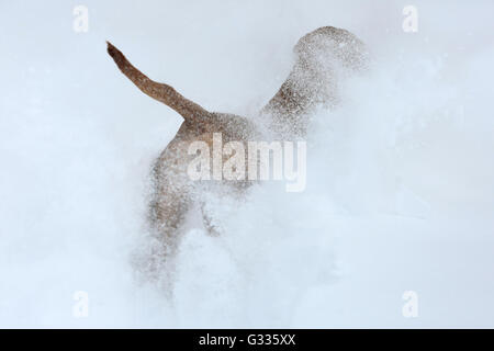 Startstelle, Österreich, Magyar Vizsla durch tiefen Schnee laufen Stockfoto