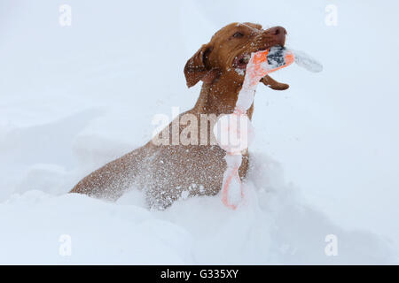 Startstelle, Österreich, Magyar Vizsla spielen im Schnee Stockfoto