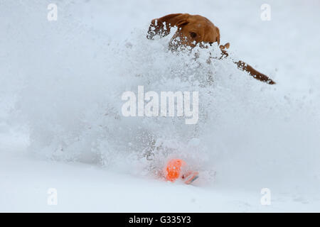 Startstelle, Österreich, Magyar Vizsla spielen im Schnee Stockfoto