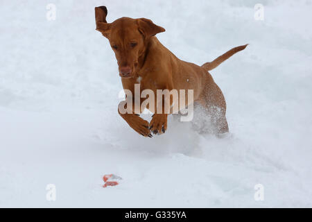 Startstelle, Österreich, Magyar Vizsla spielen im Schnee Stockfoto