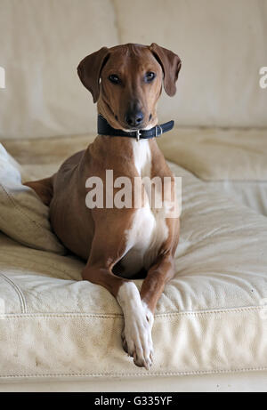 Newmarket, Großbritannien, Greyhound auf einem Sofa liegend Stockfoto