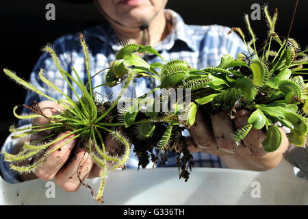 Hand, die Venus Fly Trap und Drosera Capensis hautnah Stockfoto