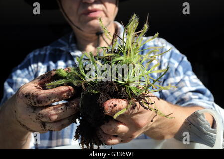 Hand mit Sonnentau oder auch bekannt als Drosera Capensis hautnah Stockfoto