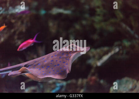 Die blau gefleckte Stachelrochen (Dasyatis Kuhlii) oder Kuhl stingray Stockfoto