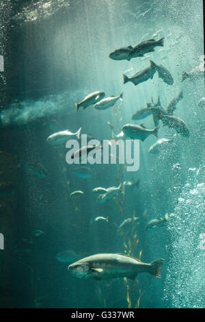 Pacific Chub Makrele Scomber Japonicus Schule zusammen in ein großes Aquarium mit Seetang Stockfoto