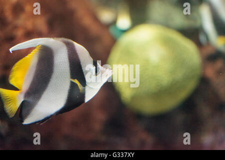 Wimpel Butterflyfish Heniochus Acuminatus hat schwarze und weiße Streifen mit einem gelben Schweif und größere Augen. Stockfoto