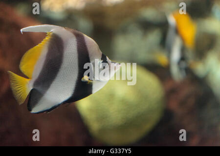 Wimpel Butterflyfish Heniochus Acuminatus hat schwarze und weiße Streifen mit einem gelben Schweif und größere Augen. Stockfoto