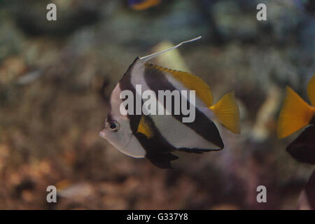 Wimpel Butterflyfish Heniochus Acuminatus hat schwarze und weiße Streifen mit einem gelben Schweif und größere Augen. Stockfoto