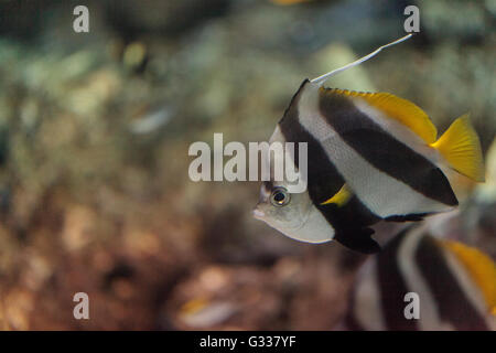 Wimpel Butterflyfish Heniochus Acuminatus hat schwarze und weiße Streifen mit einem gelben Schweif und größere Augen. Stockfoto