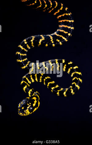 Sulawesi gold geringelten Schlange (Boiga Dendrophila Gemmicincta) Stockfoto