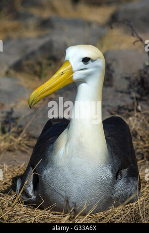 Winkte Albatross (Phoebastria Irrorata), Insel Hispanola, Galapagos, Ecuador Stockfoto