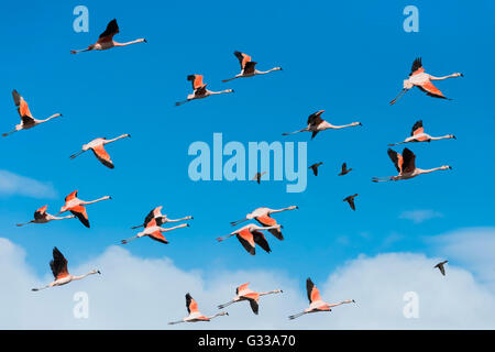 Herde von chilenischen Flamingos (Phoenicopterus Chilensis), Nationalpark Torres del Paine, chilenischen Patagonien, Chile Stockfoto