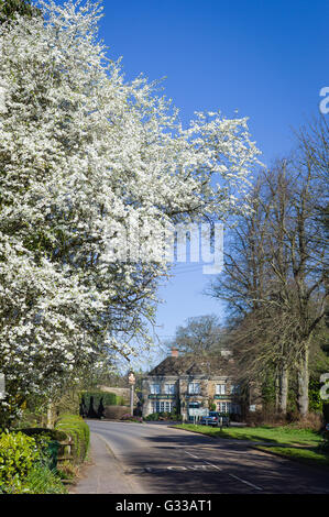 Blackthorn Blüte in Sandy Lane Dorf in UK Stockfoto