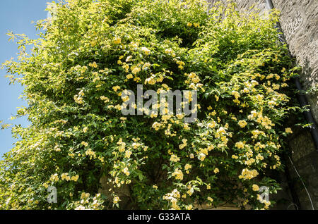 Rosa Banksian in Blume im Königreich Stockfoto