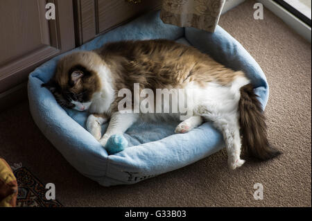 Strecken ein Bein. Junge Ragdoll Katze schläft in einem blauen Bett in UK Stockfoto