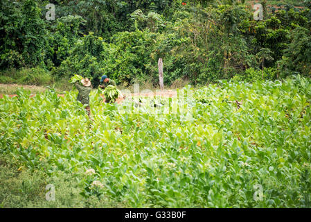 ViNALES, Kuba - APRIL 22: Männer arbeiten in einem Tabakfeld bei der Ernte, am 22. April 2016 in Vinales, Kuba Stockfoto