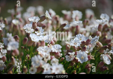 Silene Uniflora - Meer Campion. Stockfoto